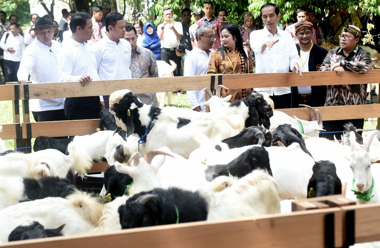 Kambing Dan Domba Hewan Ternak Rakyat Kantor Staf Presiden